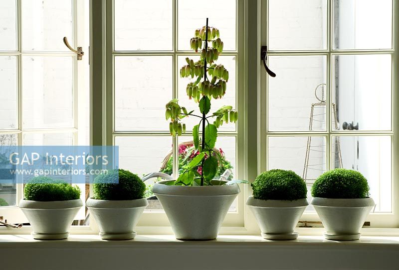 Plants on windowsill 