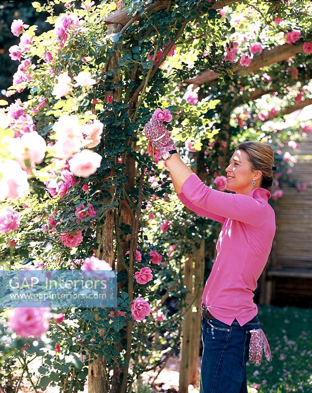 Woman pruning a rose bush