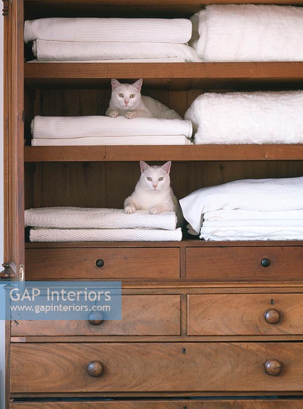 Two cats sitting on bedsheets in cupboard