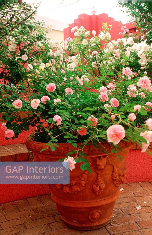 Potted roses in a garden