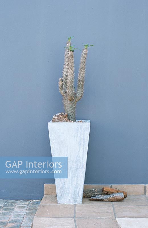 Potted cactus against a blue wall
