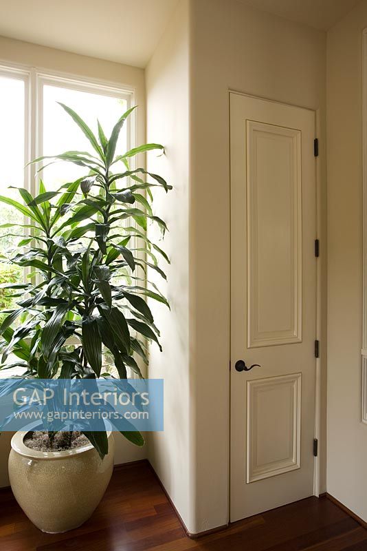 Interior detail of large potted plant and door with wood floor.