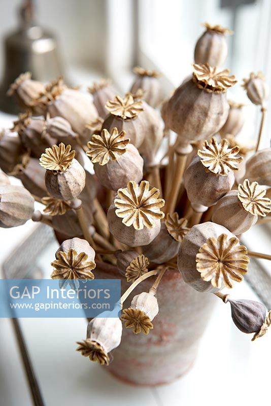 Detail of dried flowers