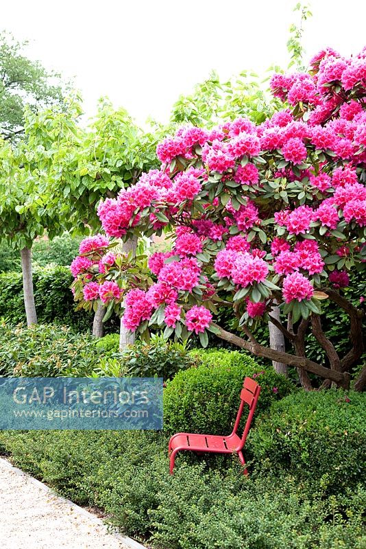 Garden chair under azalea bush 