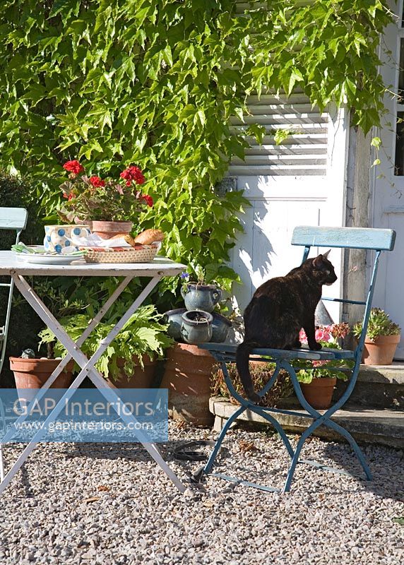 Pet cat sitting on country garden chair