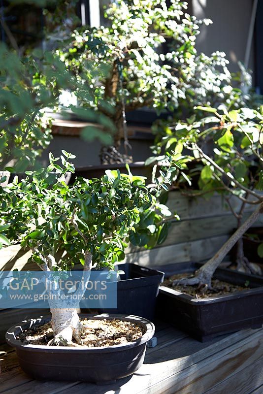 Potted bonsai trees on exterior table 