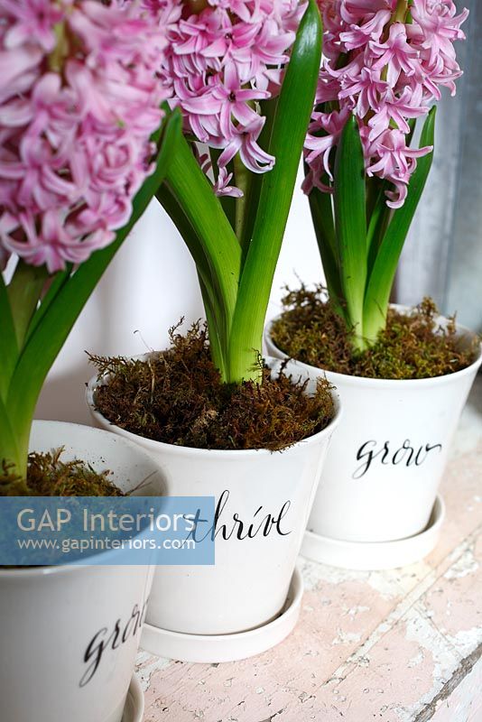 Detail of Hyacinths in decorative pots 