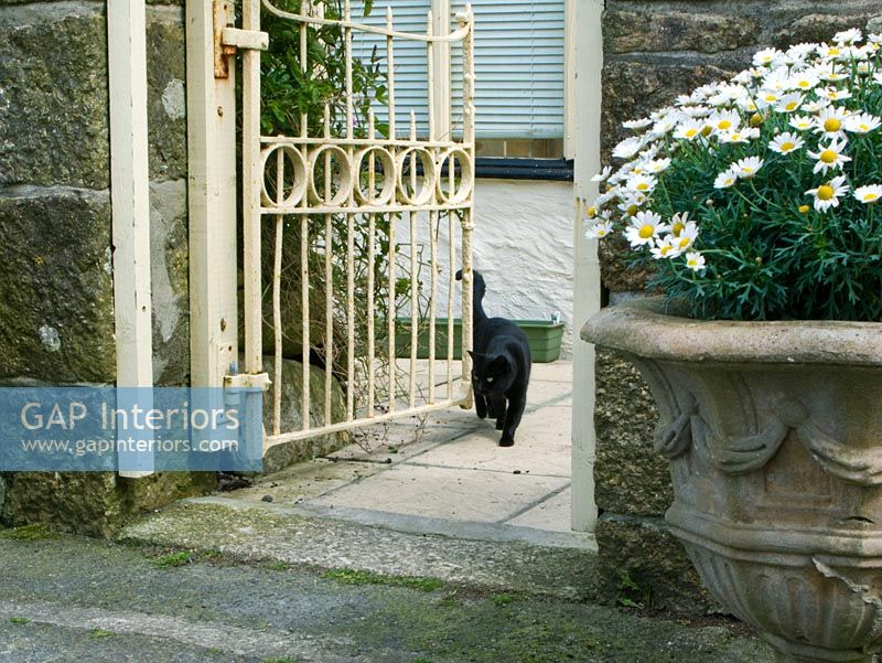 Pet cat at garden gate 