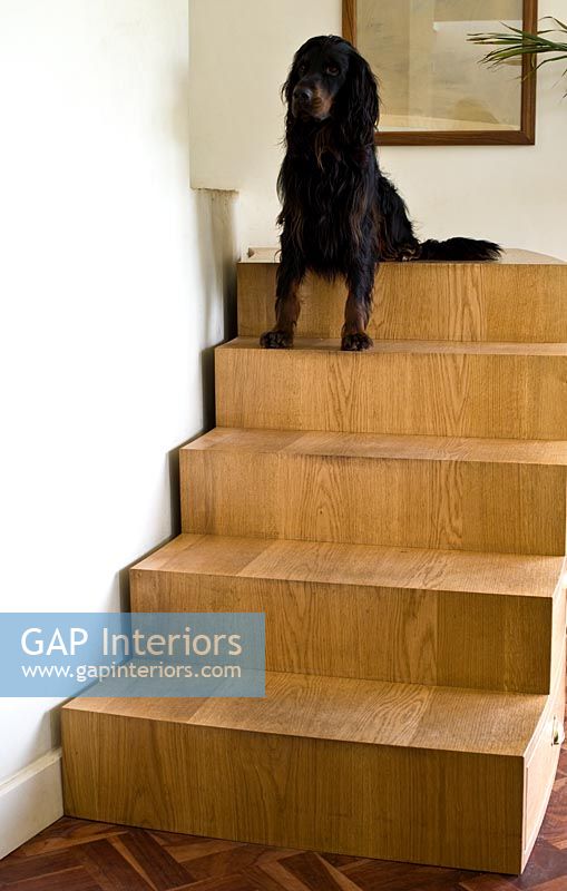 Dog sitting at top of stairs