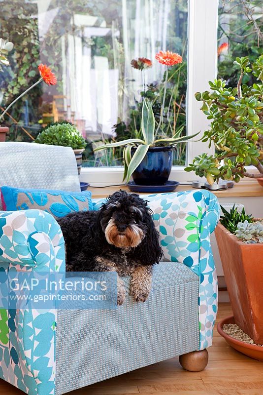 Dog sitting in modern conservatory