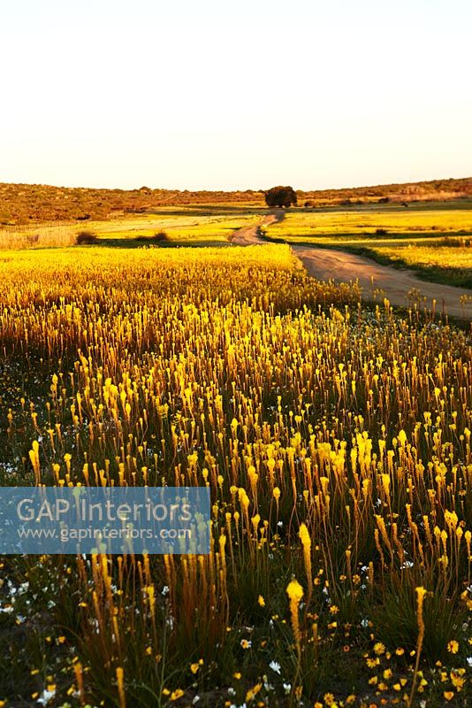 Road through of fields of Kniphofia, South Africa