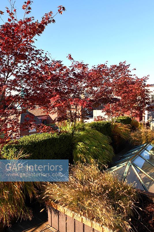 Modern roof garden with raised beds in autumn