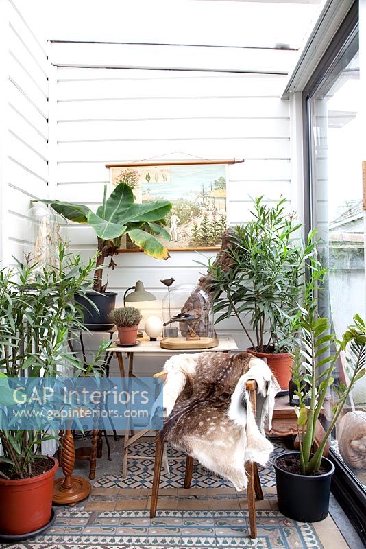 Houseplants in conservatory