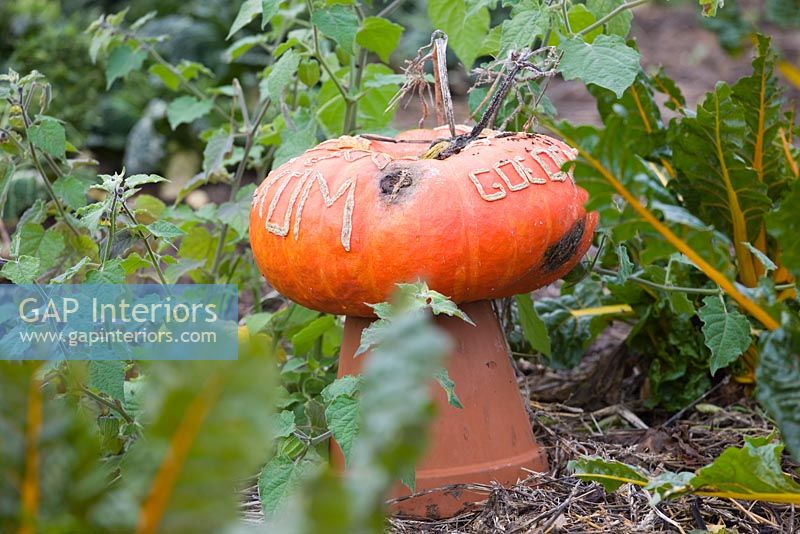 Decorated pumpkin in potager