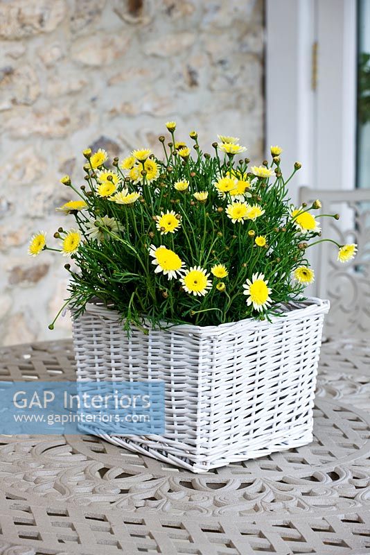 Yellow Marguerites in wicker container