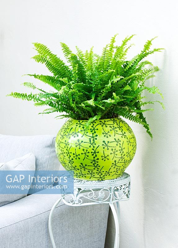 Boston Fern in green container
