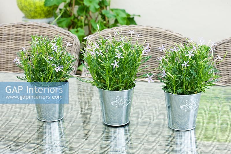 Isotoma axillaris houseplants in silver containers