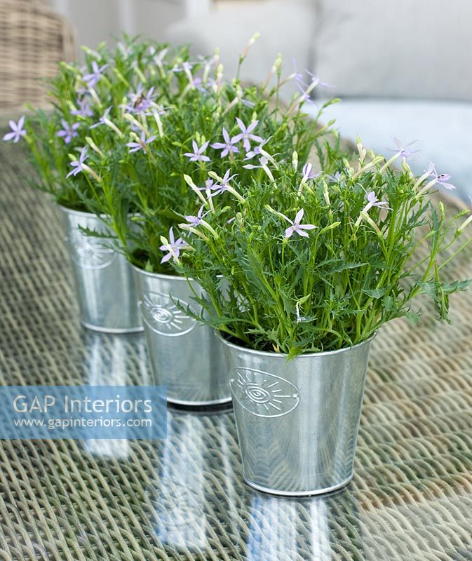 Isotoma axillaris houseplants in silver containers
