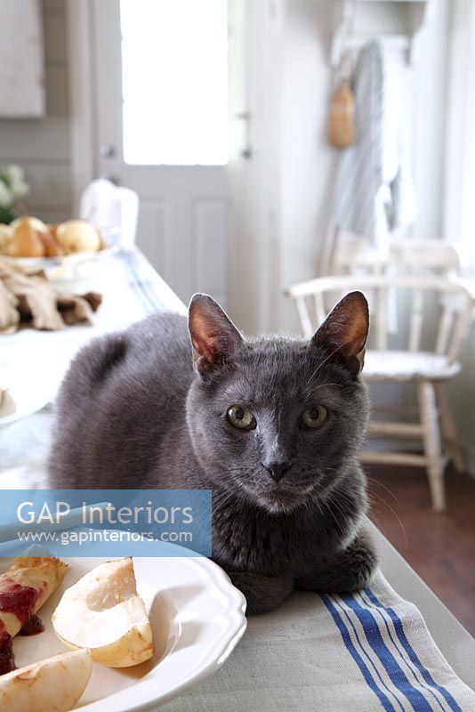 Grey cat sitting on kitchen table