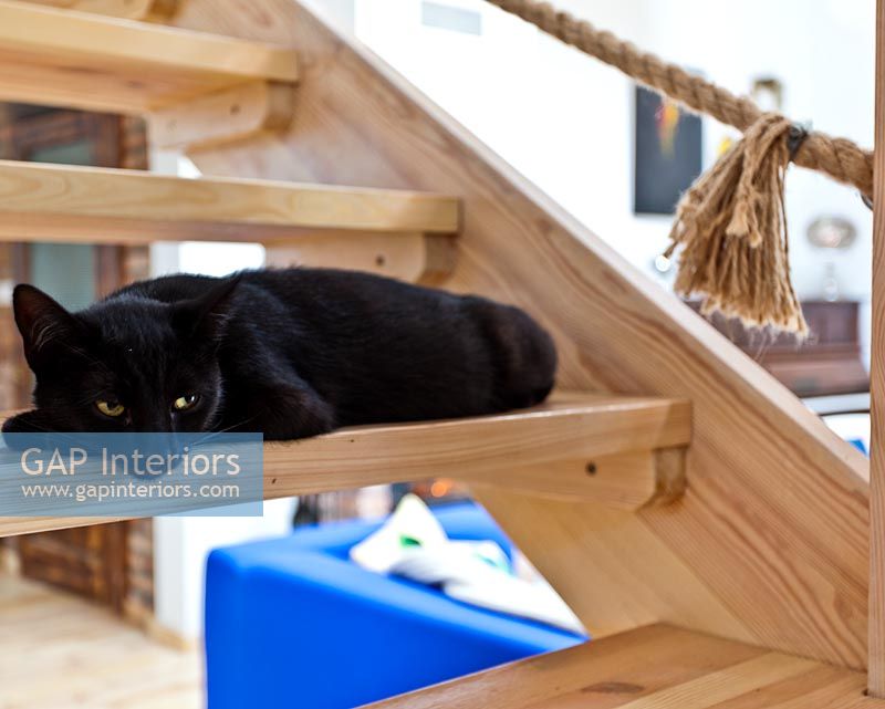 Cat on wooden stairs