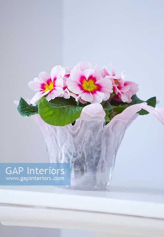 Pink Primulas in glass container