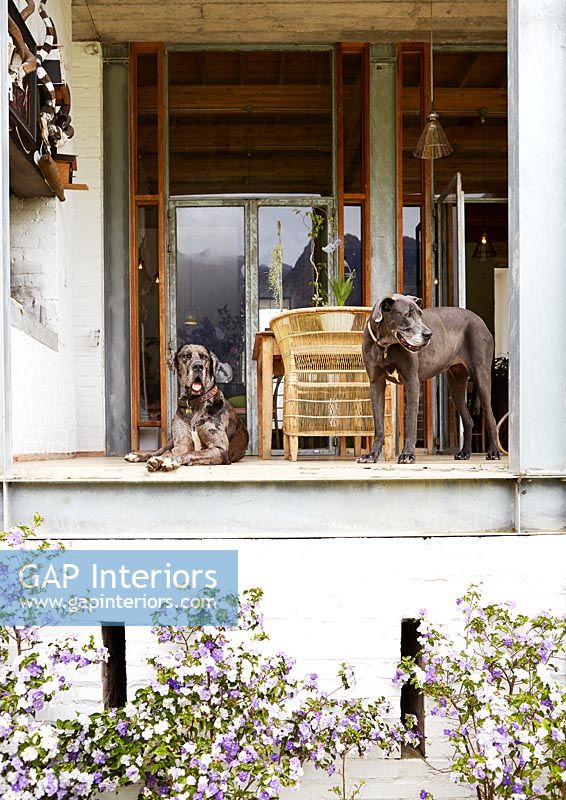 Pet dogs on veranda