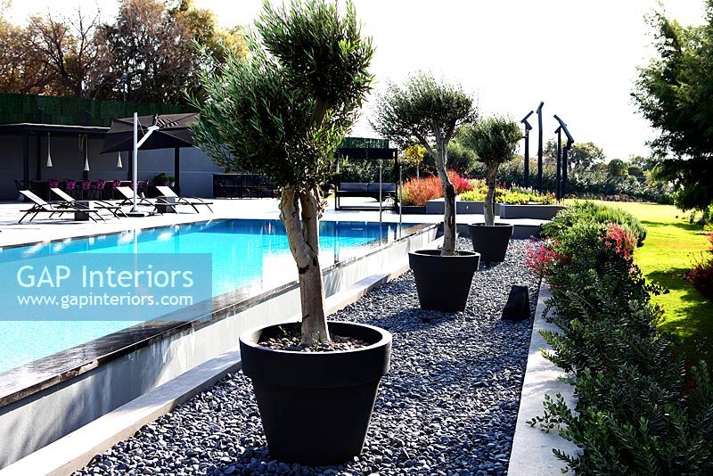 Luxury swimming pool flanked by Olive trees in pots