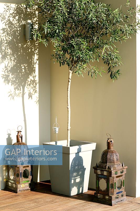 Olive tree in pot with decorative lanterns