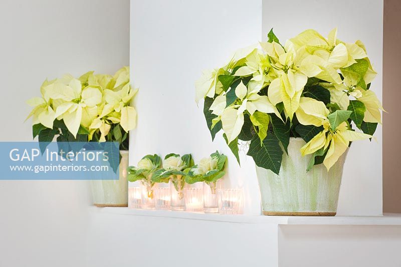 Christmas display of Poinsettias and Ornamental cabbage foliage on mantlepiece