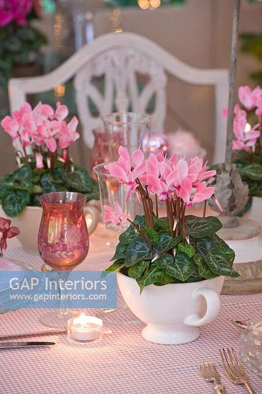 Dining table decorated for christmas with potted Cyclamen