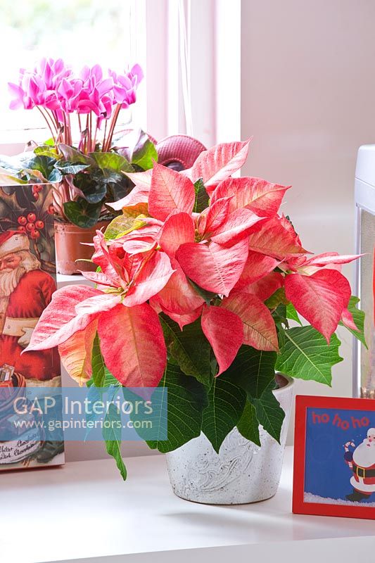 Poinsettia in pot with christmas cards