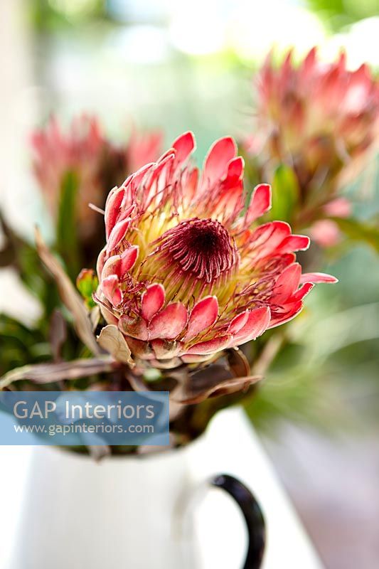 Protea flowers in white jug