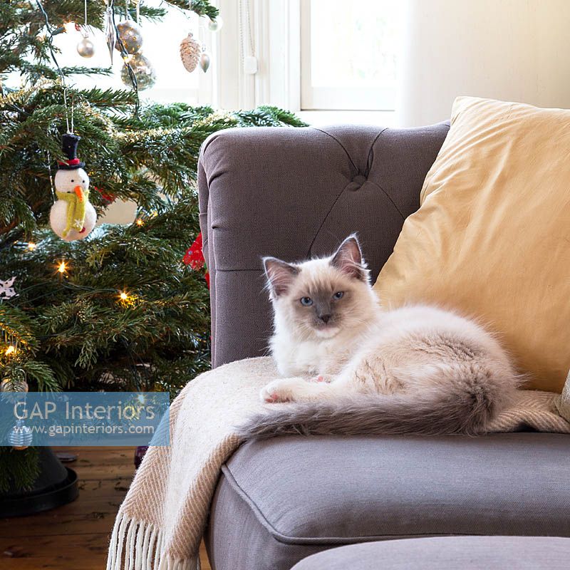 Cat sitting on sofa by christmas tree