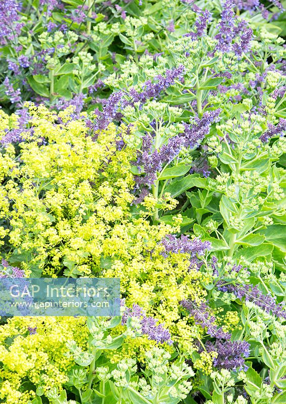 Ladys mantle and Catmint flowering in garden border