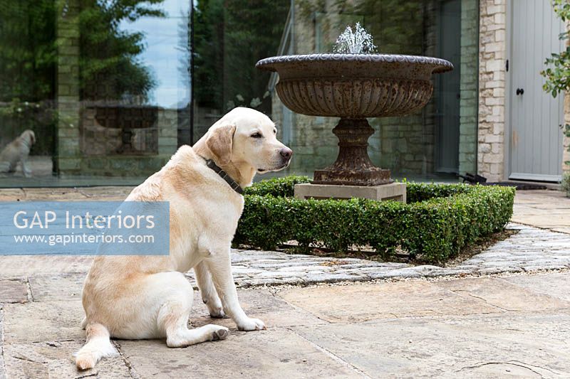 Labrador sitting by fountain