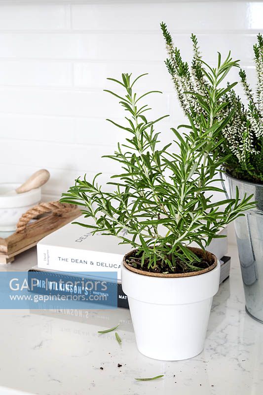 Rosemary in white pot