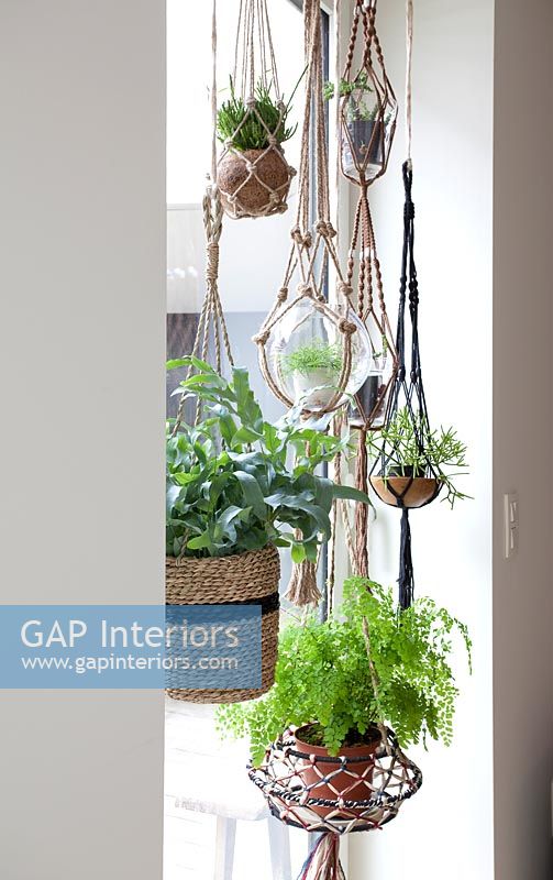 Houseplants in hanging baskets