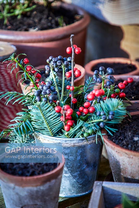 Berries and conifer foliage