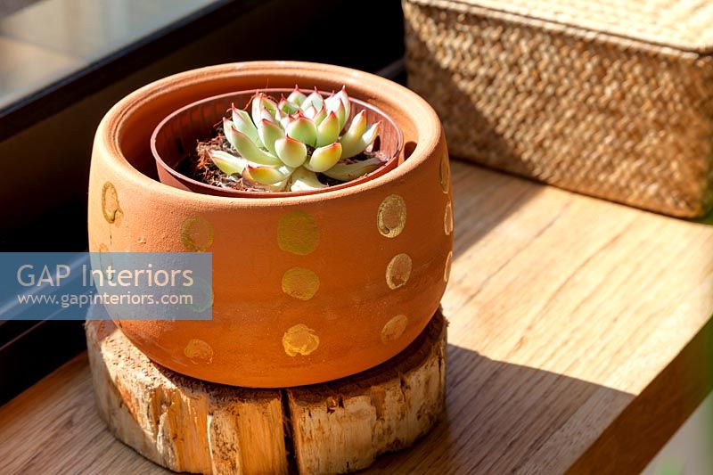 Succulent plant in decorative terracotta pot 