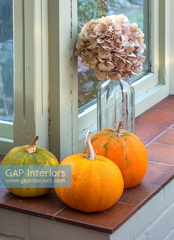 Windowsill with pumpkins and glass vase of dried hydrangea flowers 