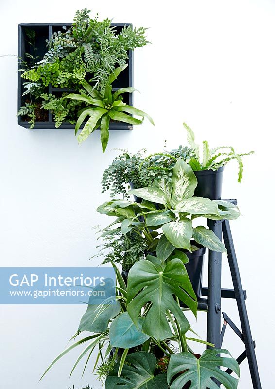 Green plants in black containers, some on painted step ladder