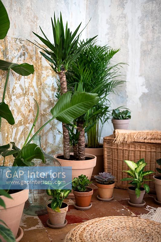 Collection of potted houseplants 