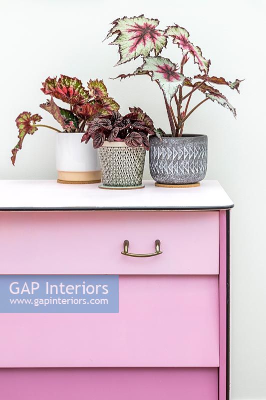 Finished set of drawers painted dusty pink with drawers in different shades - ombre paint effect, group of houseplants