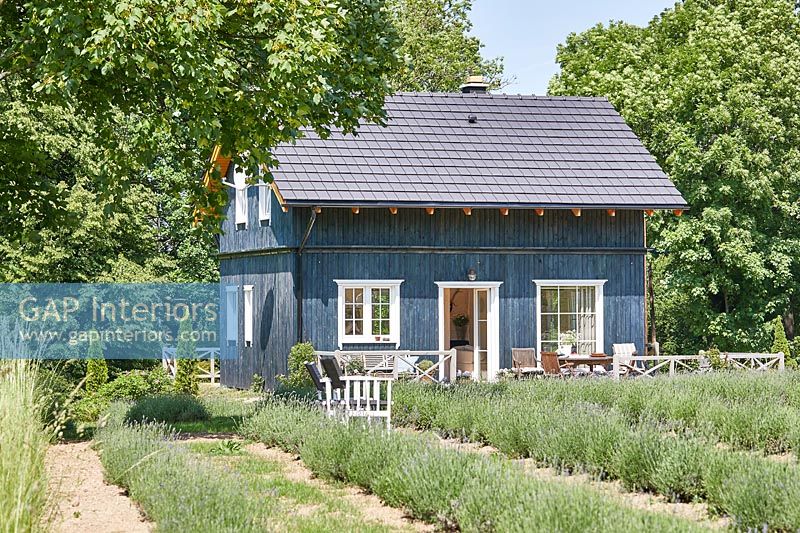 Exterior of blue painted wooden house with rows of lavender growing outside 