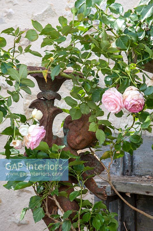 Pink flowering rose next to rusted metal sculpture - detail 