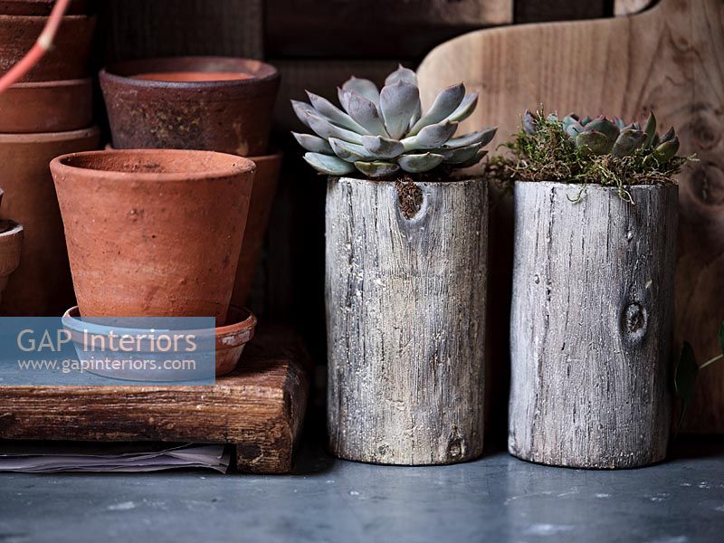 Succulents planted into wooden logs - detail 