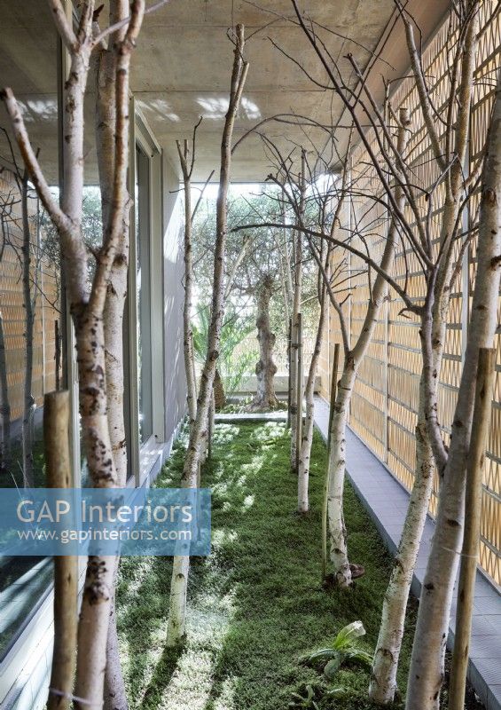 View of trees planted in gap between two contemporary buildings 