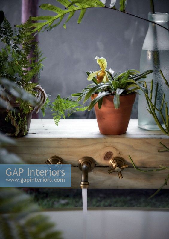 Brass taps set into wooden shelf with houseplants