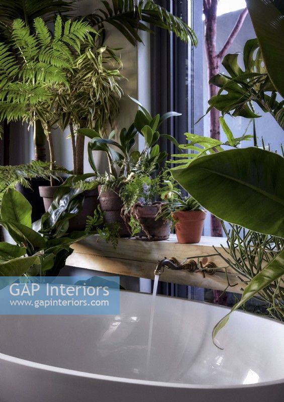 Bath water running in bathroom filled with lush plants