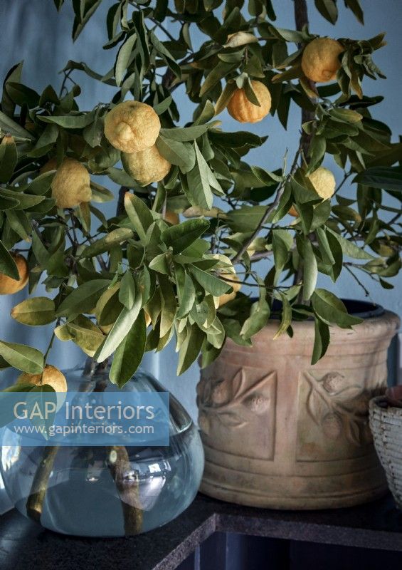 Lemon tree branches in vase with ripening fruit
